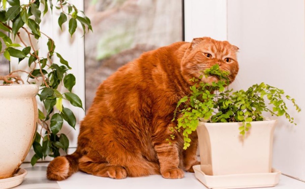 Ces 5 plantes d'intérieur sont toxiques pour vos chats