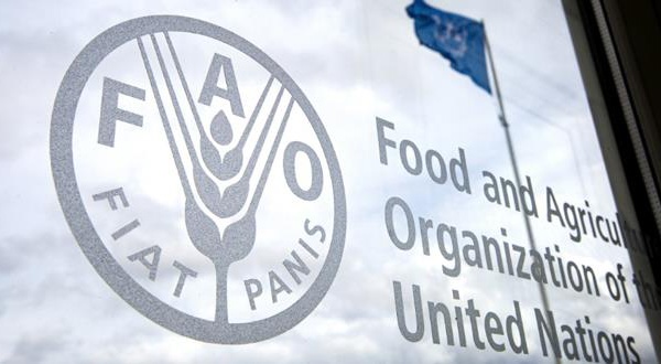 FAO : les prix des denrées alimentaires poursuivent leurs niveaux records