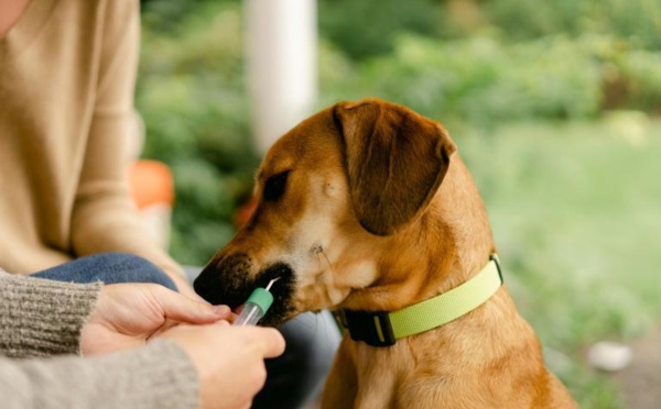 Etats-Unis : Le test ADN pour chiens explose