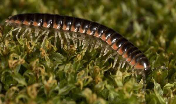 Fan de Taylor Swift, un chercheur donne son nom à un mille pattes