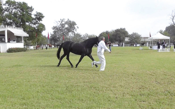 La SOREC lance "Alf Morakab" pour les propriétaires de chevaux