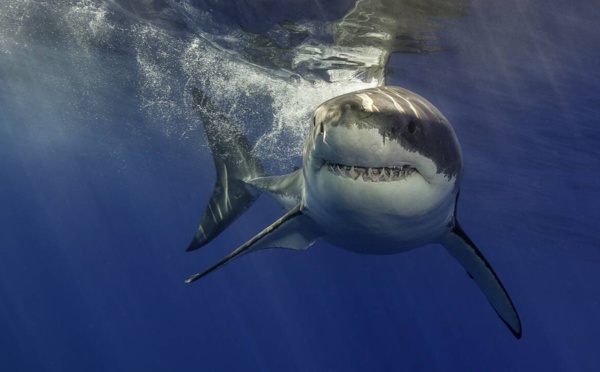 Égypte : deux femmes tuées par des requins en mer Rouge