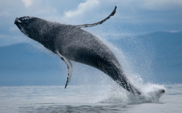 Inde : Des pêcheurs trouvent un bloc de vomi de baleine... estimé à 3,4 millions d’euros
