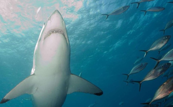Chine : Une tiktokeuse risque dix ans de prison après avoir consommé du requin blanc