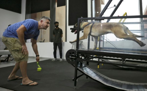 Abou Dhabi : Face aux grosses chaleurs, les chiens ont désormais leur salle de sport climatisée 