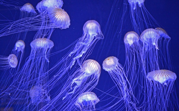 Une méduse immortelle !