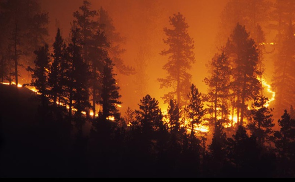 Arrestation de deux suspects impliqués dans le déclenchement du feu de forêt à Ifrane