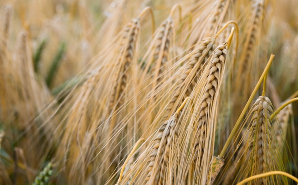 FAO : Le baromètre des prix mondiaux de denrées alimentaires fléchit pour le cinquième mois consécutif