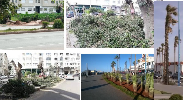 Qui pourrait expliquer à la maire de Casablanca que la ville a besoin d’arbres ?