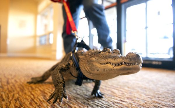 Etats-Unis : Une petite fille promène un alligator en laisse 