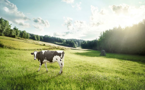La Nouvelle-Zélande veut taxer... les pets de vaches