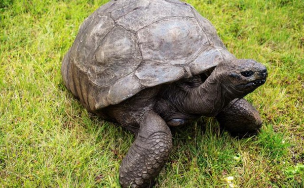 La plus vieille tortue du monde fête ses 190 ans