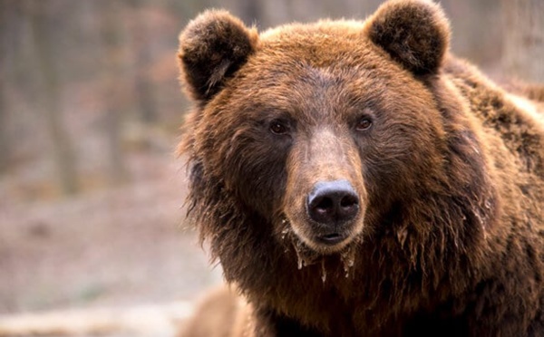États-Unis : Quand un ours prend des centaines de selfies avec un piège photographique