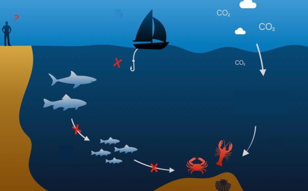 Qu'est-ce que l'acidification des océans ?