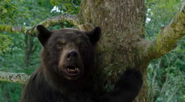 "Crazy Bear" : l'histoire d'un ourse ayant consommé de la cocaïne