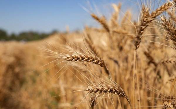 Céréales : De nouvelles variétés plus tolérantes à la sécheresse développés au Maroc