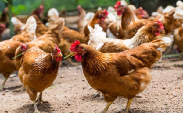 Une étude révéle une inquiétante contamination microbienne des viandes de volailles dans le pays !