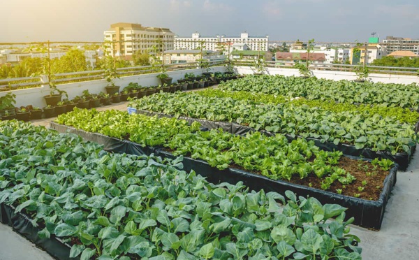 L'agriculture urbaine : une solution pour nourrir les villes de demain