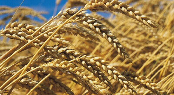 Les importations de blé en provenance de l’UE ont doublé entre janvier et avril