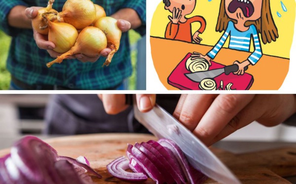 Sunions : le premier oignon qui ne fait pas pleurer quand on l’épluche