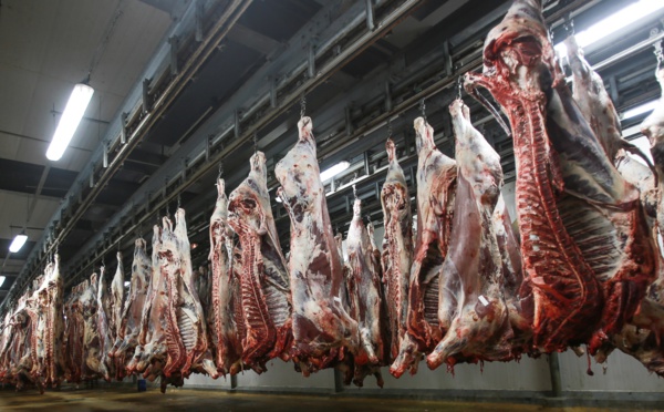 Aid Al Adha : découvrez les tarifs d'abattage et d'hébergement aux Abattoirs de Casablanca