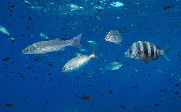 Canicule marine : l'océan en chaleur, la vie sous-marine en péril !