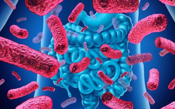 Le microbiote intestinal, qualifié de "second cerveau" et le secret de la longévité.