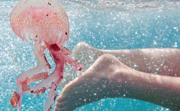 C'est l'été, c'est les vacances mais attention aux méduses sur les plages du nord du Maroc