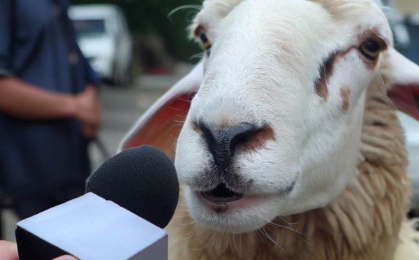 Interview du mouton de mon voisin la veille d'Aid Al Adha