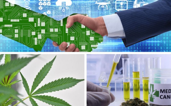 Le Maroc digitalisera l'écosystème du cannabis