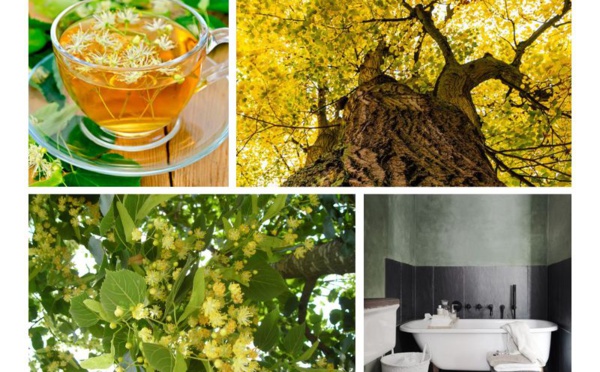 Les bienfaits et les plaisirs du tilleul