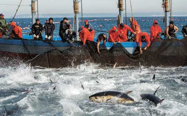 L’UE "réitère la plus haute importance qu’elle accorde à son partenariat avec le Royaume du Maroc en matière de pêche"