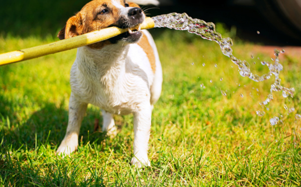  SOS pattes brûlantes : un guide pour protéger les animaux pendant la canicule