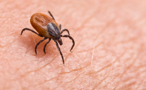 Un vaccin prometteur contre la maladie de Lyme !