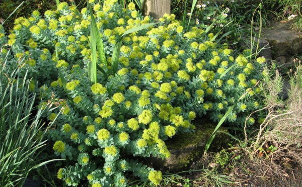 Bientôt un nouvel espoir de traitement pour les diabétiques de type 2 ?