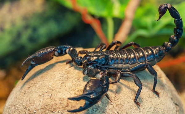 Au Maroc, face aux piqûres de scorpion, la prudence est de mise