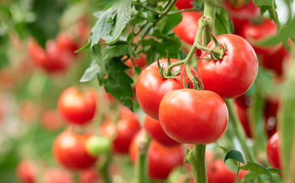 Un virus dévastateur menace les cultures de la tomate