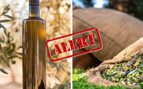 ​La saison de récolte des olives au Maroc est assombrie par des prévisions alarmantes