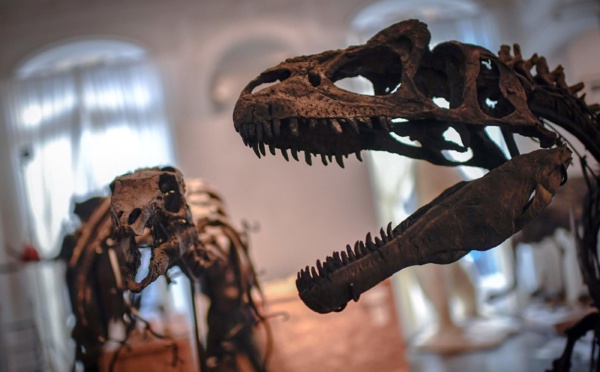 Khouribga : deux nouvelles espèces de dinosaures découvertes !