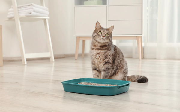 Comment s'occuper de la litière de votre chat de manière écologique ?