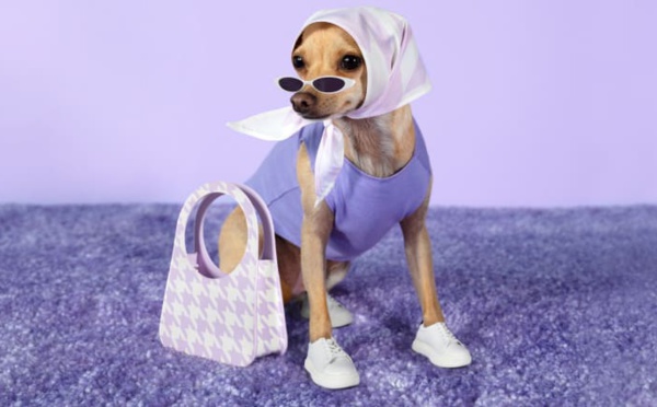 De la niche au succès viral : l'ascension des animaux de compagnie influenceurs