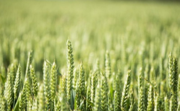 Pour 15 à 20% du rendement des semences de blé après traitement