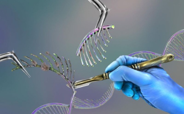 Autorisation du premier médicament utilisant Crispr-Cas9 