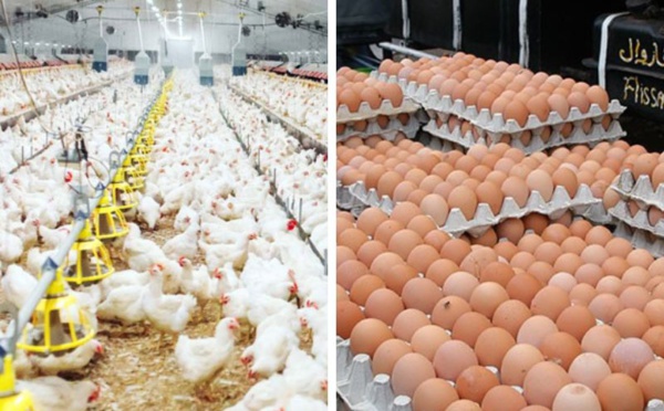 Les prix de la volaille et des œufs explosent au Maroc