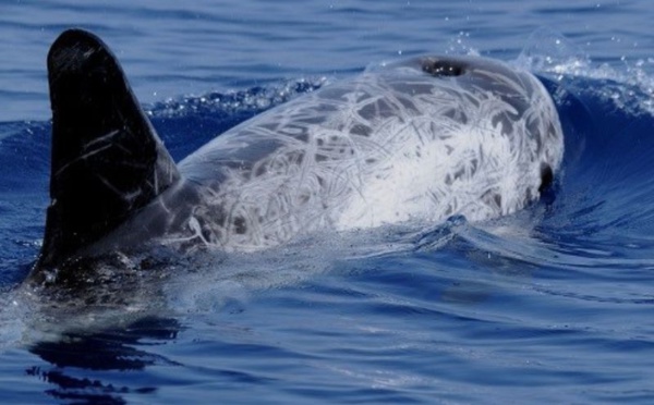 Le défi du Dauphin Noir : Réactions et controverses autour du budget alloué dans le PLF 2024