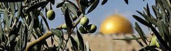 L’enfant et l’olivier