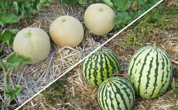 Zagora face au stress hydrique : Les autorités passent à l'action pour sauver l'or vert