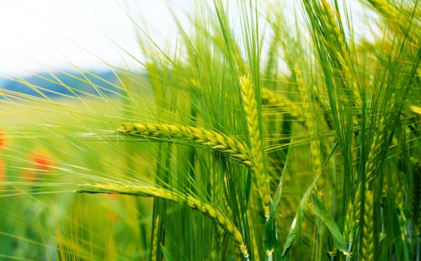 L’ONlCL met en place un mécanisme de soutien à la constitution, par les importateurs, d'un stock de blé tendre