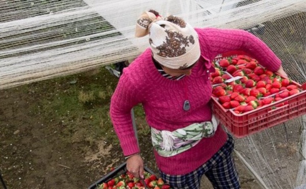 Travailleuses saisonnières en Espagne : de nouvelles dispositions pour les Marocaines