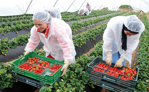 En Espagne, alerte à l'hépatite A pour les fraises du Maroc